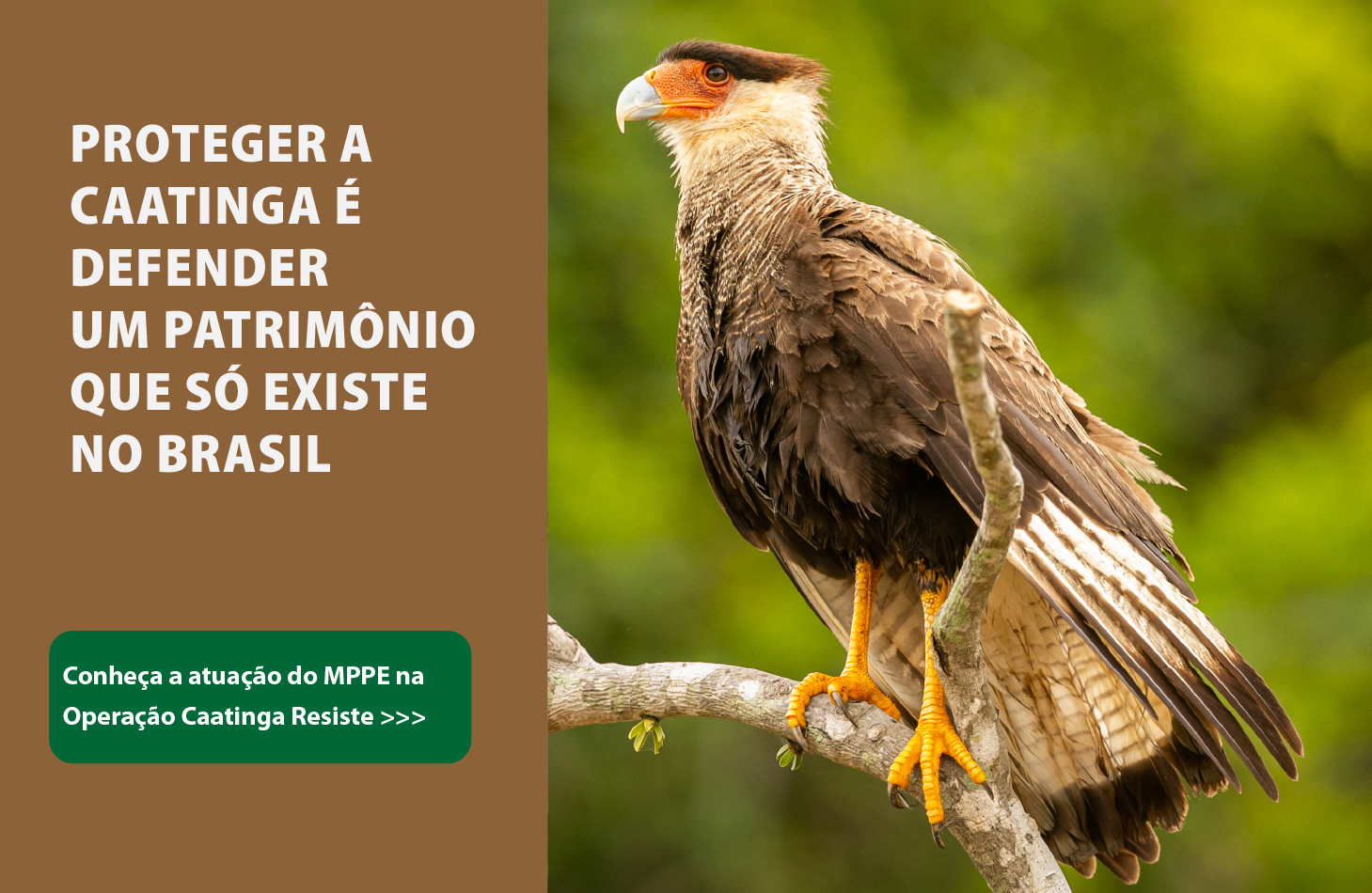 A imagem é um card informativo com orientação horizontal. A metade esquerda possui um fundo marrom sólido, enquanto a metade direita apresenta a fotografia de uma ave de rapina (carcará) em destaque. No canto superior esquerdo, em letras maiúsculas brancas, lê-se: PROTEGER A CAATINGA É DEFENDER UM PATRIMÔNIO QUE SÓ EXISTE NO BRASIL. No canto inferior esquerdo, dentro de um retângulo verde com bordas arredondadas, há o texto em branco: Conheça a atuação do MPPE na Operação Caatinga Resiste.